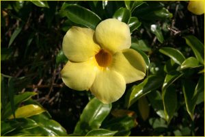 Flowers of Hawaii
