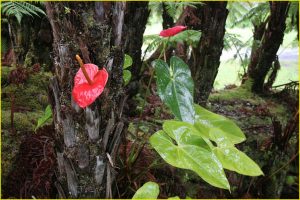 Flowers of Hawaii