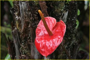 Flowers of Hawaii