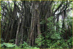 Flora of Hawaii
