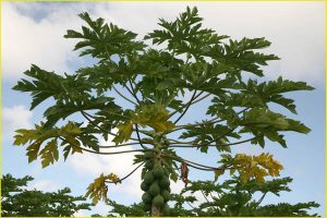 Avocado trees