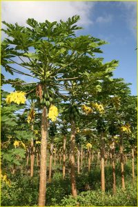 Avocado trees