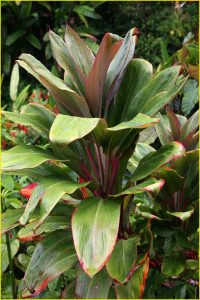 Flora of Hawaii