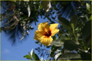 Flowers of Hawaii