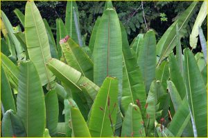 Flora of Hawaii