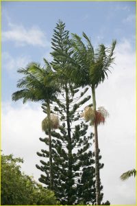 Flora of Hawaii