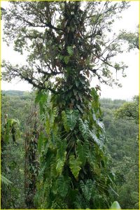 Flora of Hawaii