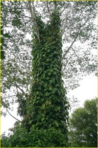 Flora of Hawaii