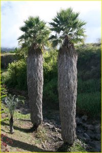 Flora of Hawaii