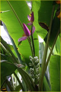 Flowers of Hawaii