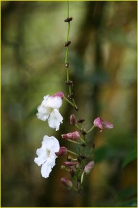 Flowers of Hawaii