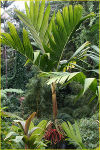 Flora of Hawaii