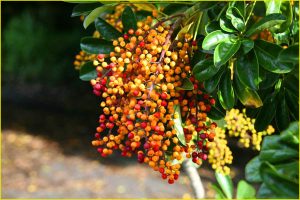 Flora of Hawaii