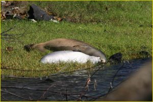 Mother and pup monk seal at Koki Beach near Hana, Maui