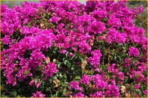 Flora of Hawaii