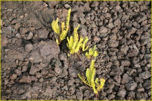 First signs of life on lava flow