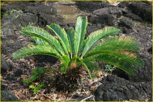 Growing on lava
