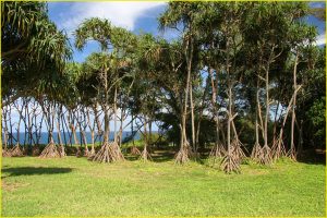 Walking palms, the Big Island