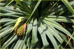 Flora of Hawaii