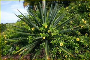 Flora of Hawaii