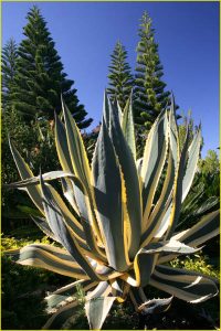 Flora of Hawaii