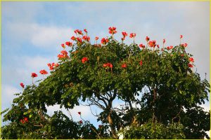 Flora of Hawaii