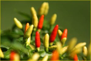 Flora of Hawaii (spicy!)