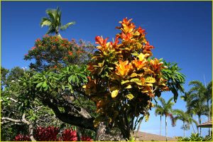 Flora of Hawaii