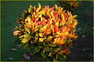 Flora of Hawaii