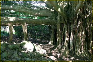 Flora of Hawaii