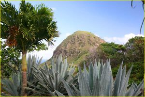 Flora of Hawaii