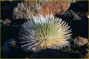 Silversword, Haleakala National Park, Maui