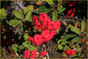 Flowers of Hawaii