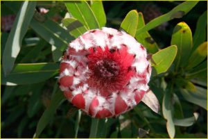Flowers of Hawaii
