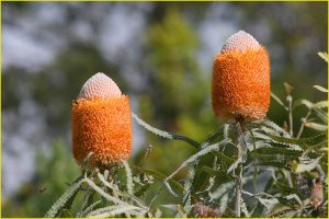 Flowers of Hawaii
