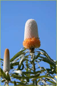 Flowers of Hawaii