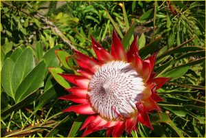 Flowers of Hawaii