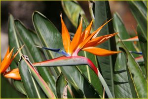 Flowers of Hawaii
