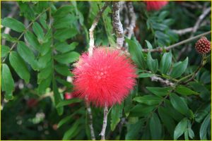 Flowers of Hawaii