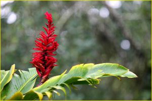 Flowers of Hawaii