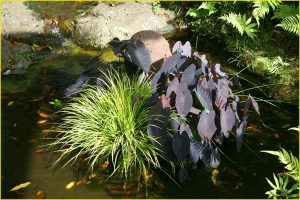 Flora of Hawaii