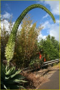 Flora of Hawaii