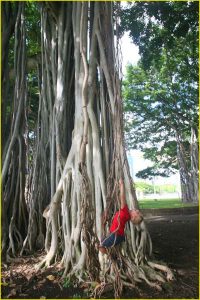 In a Honolulu park