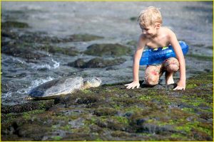 With a green turtle, the Big Island