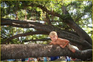 On the Big Banyan Tree in Lahaina, Maui