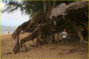 On the Kee Beach, Kauai