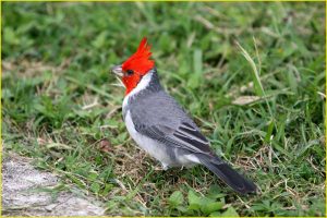 Hawaiian Cardinal