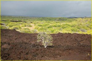Life takes hold on a new lava flow, Southern Big Island