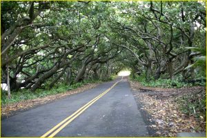 Tree Tunnel in Puna District, The Big Island