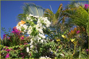 A Hawaian flower garden